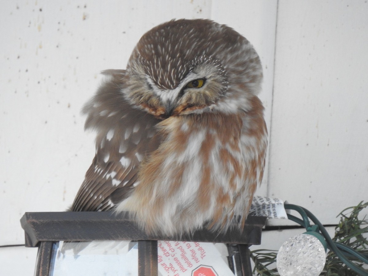 Northern Saw-whet Owl - Jacques Normand