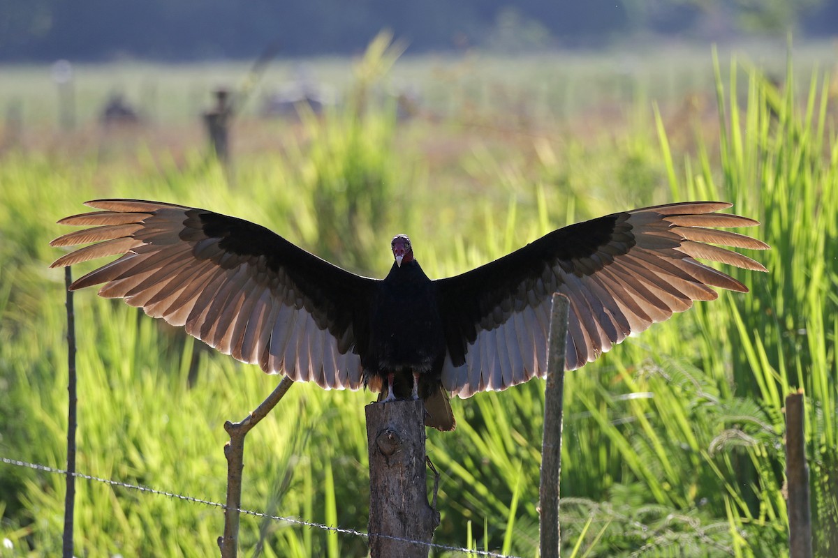 Turkey Vulture - ML54779941