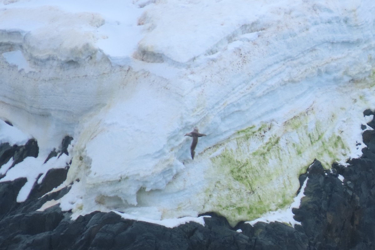 Southern Giant-Petrel - Barb Gregory