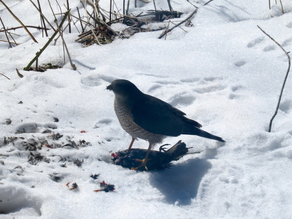 Sharp-shinned Hawk - ML547799621