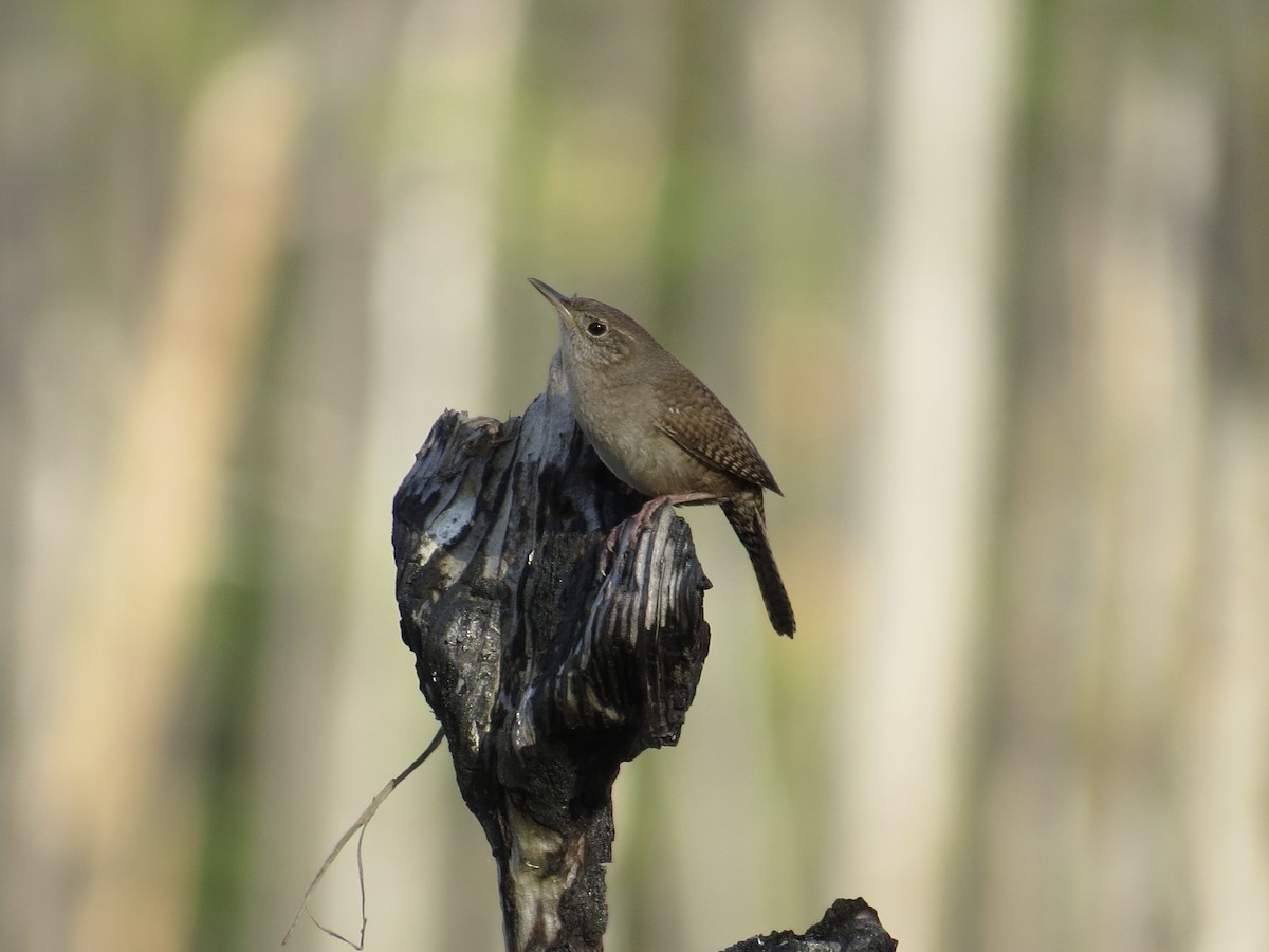 Northern House Wren (Northern) - ML54779971