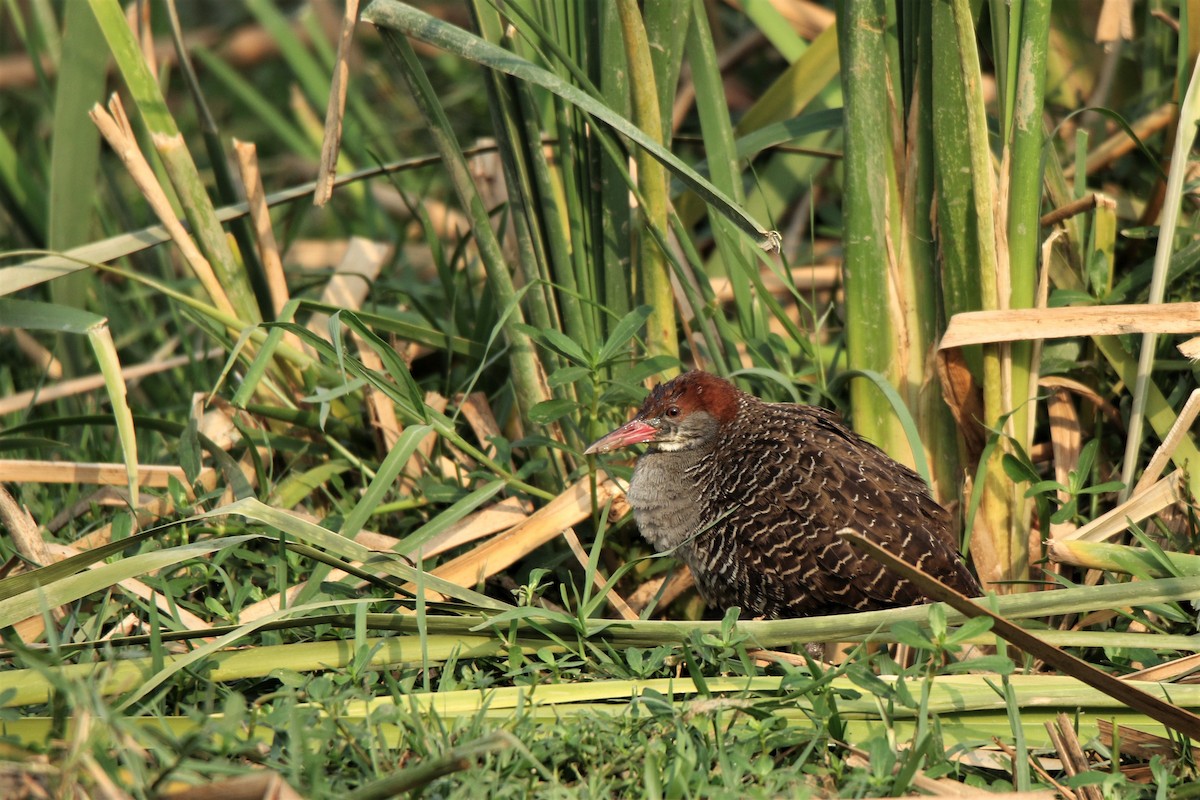 Slaty-breasted Rail - ML54779991