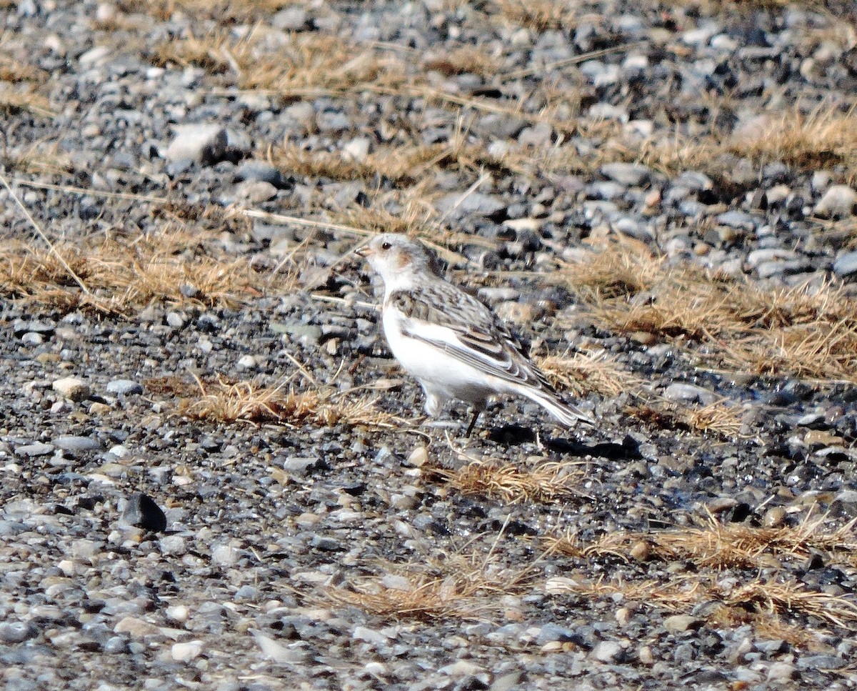 Snow Bunting - ML547803181