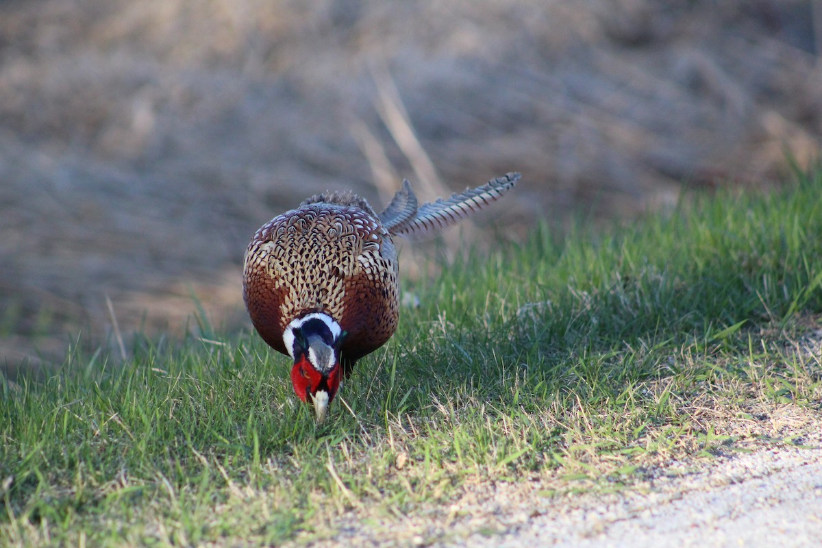 Ring-necked Pheasant - Jayson Giese