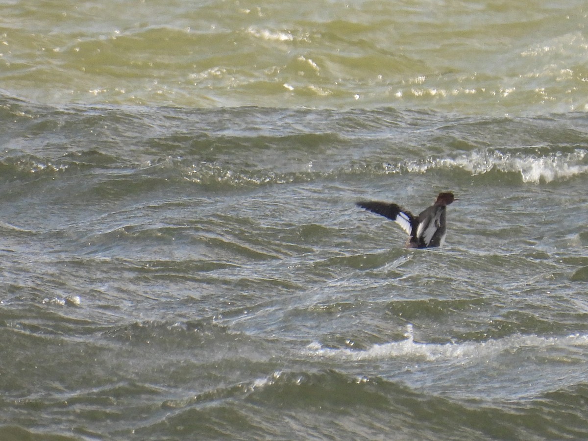 Red-breasted Merganser - ML547804321