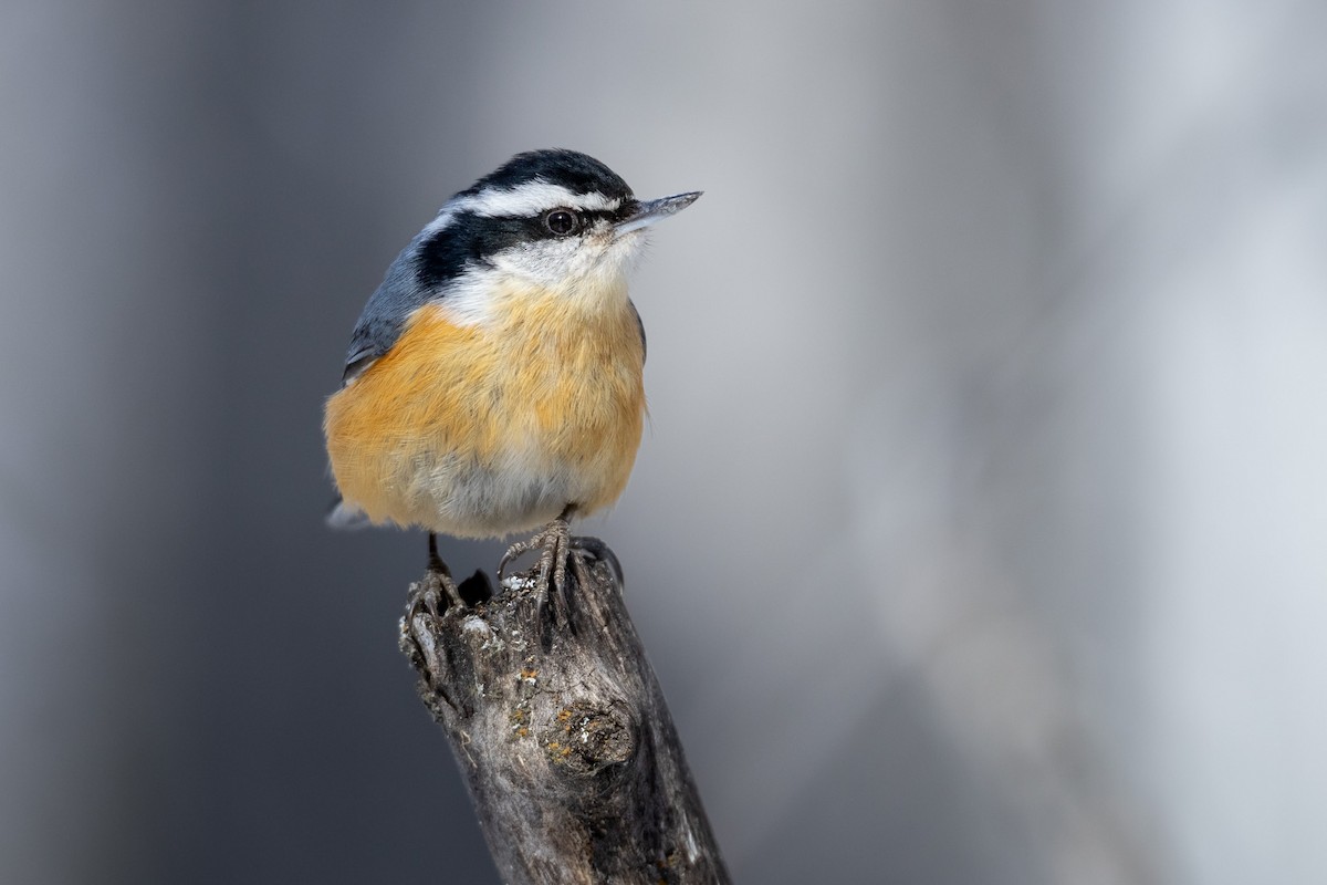 Red-breasted Nuthatch - Rain Saulnier