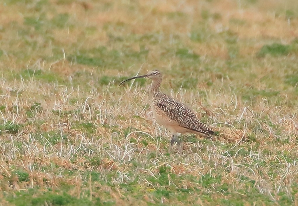 Long-billed Curlew - ML547804791