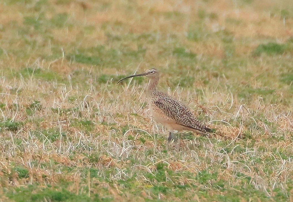 Rostbrachvogel - ML547804791