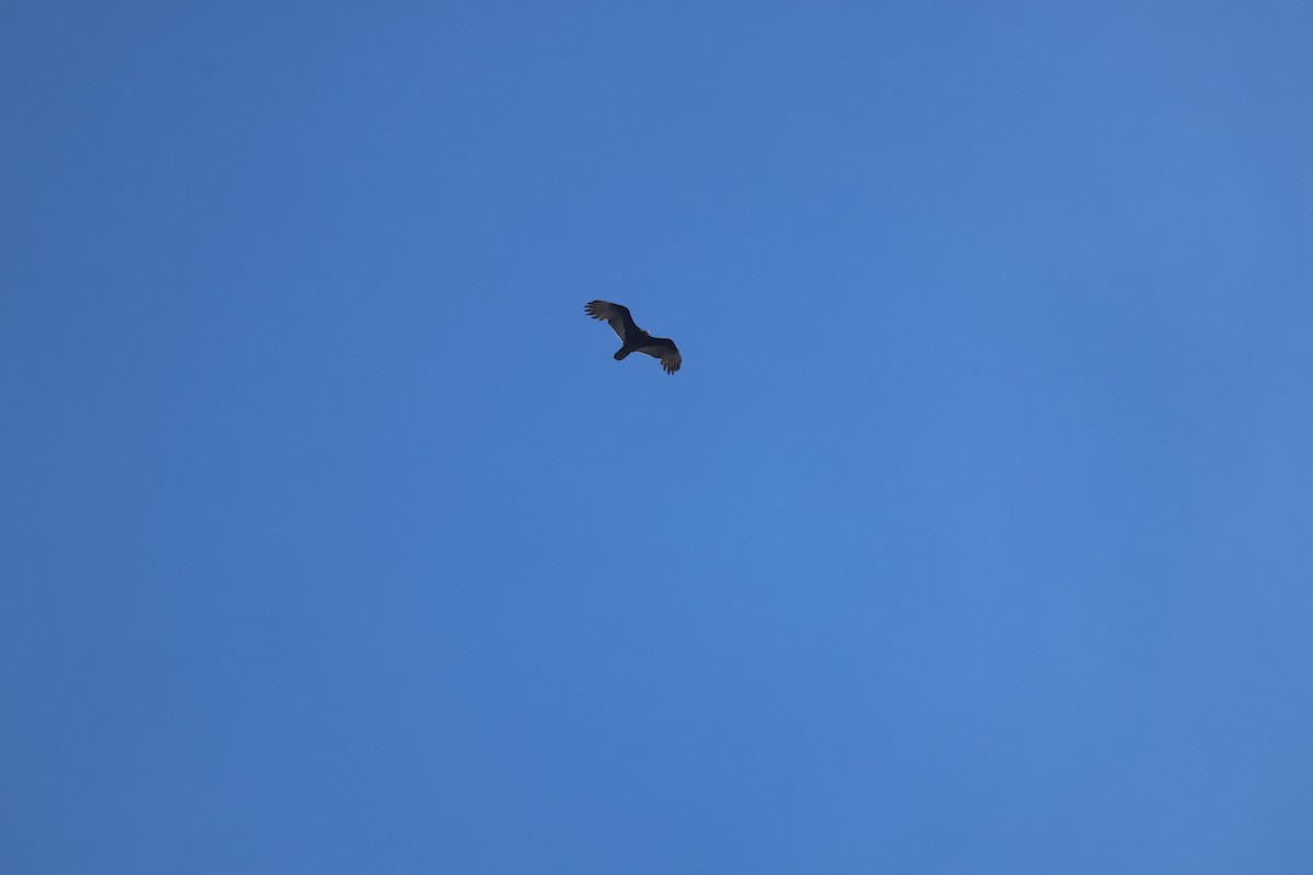 Turkey Vulture - ML547805981