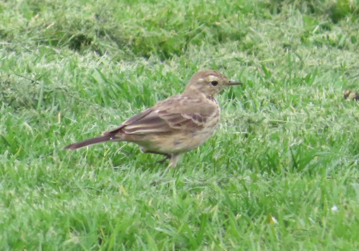 American Pipit - ML547806021