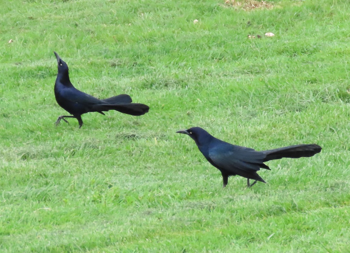 Great-tailed Grackle - ML547806171