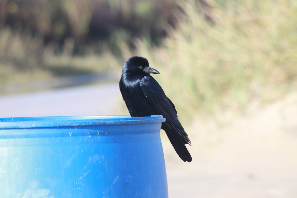 Tamaulipas Crow - ML547806911