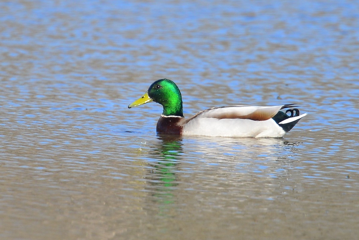 Mallard - ML54780751