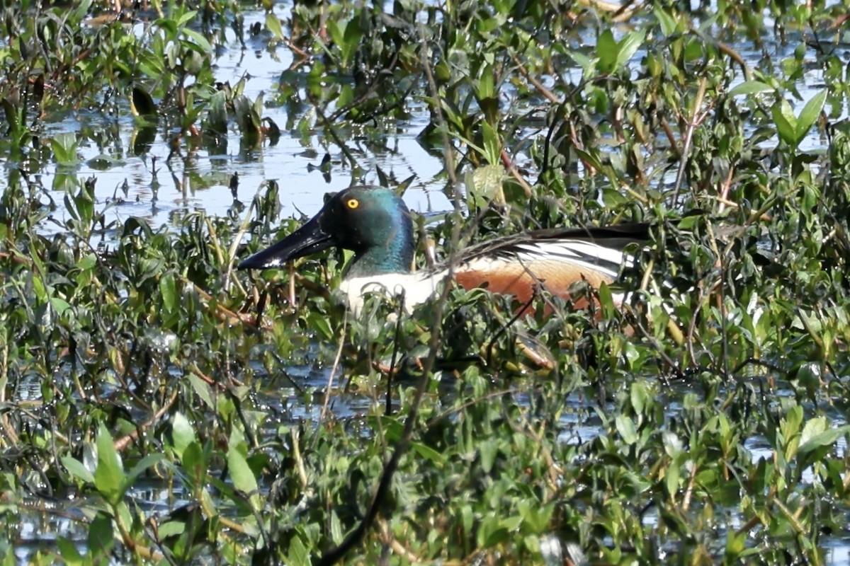 Northern Shoveler - ML547807631