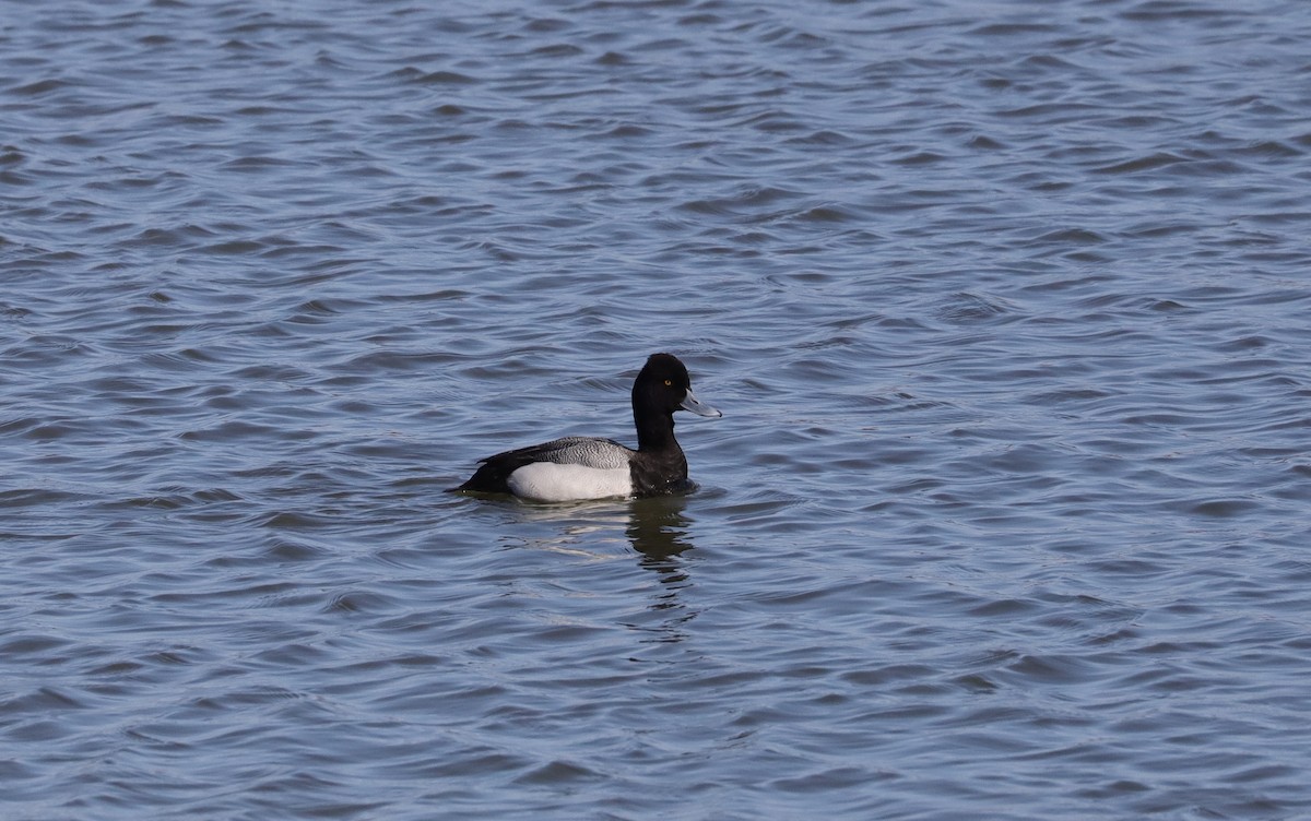 Lesser Scaup - ML547808031