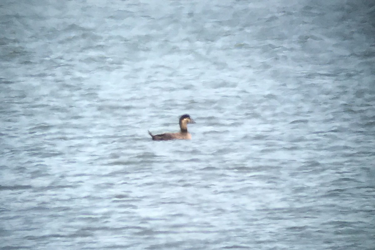 Surf Scoter - ML54780821