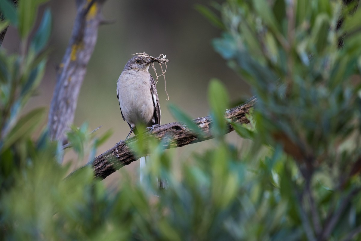 Northern Mockingbird - ML54780841