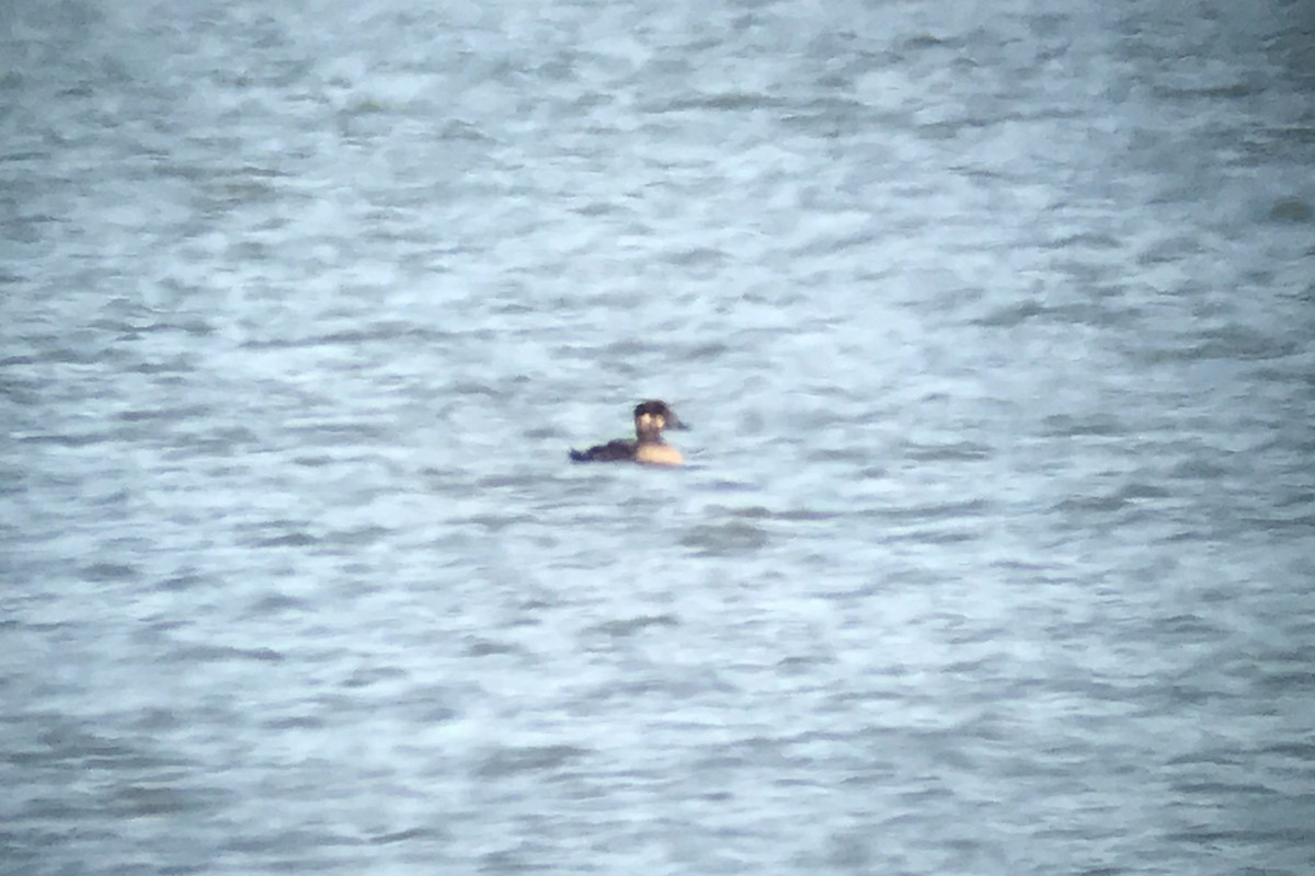 Surf Scoter - ML54780881