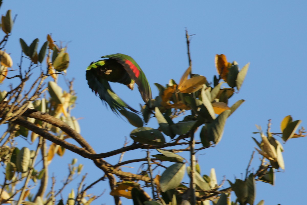 Red-lored Parrot - ML54781121