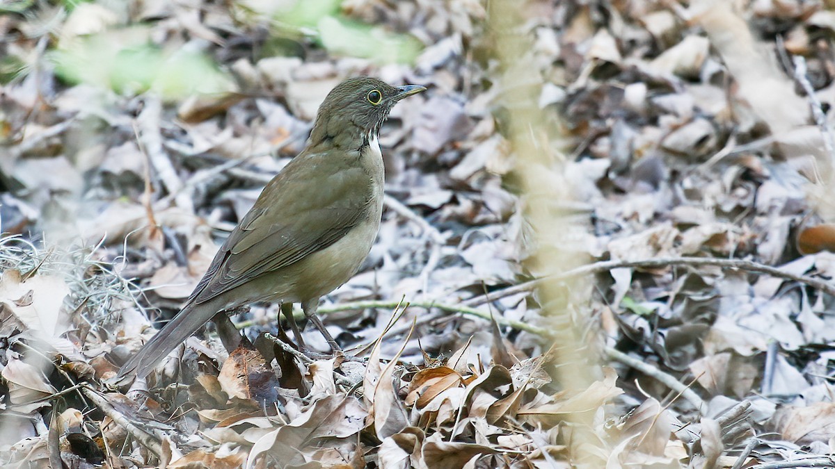 White-throated Thrush (White-throated) - ML547811431