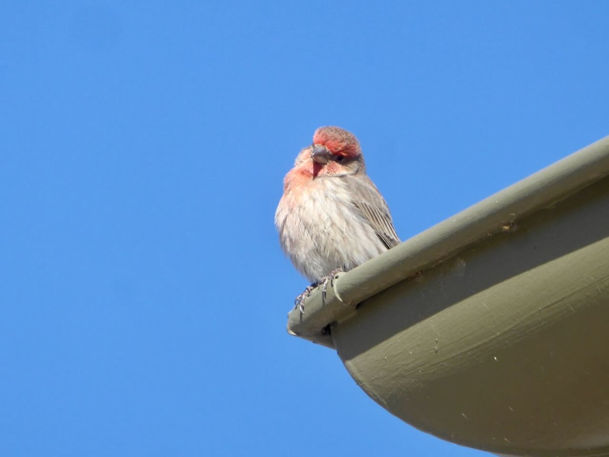 House Finch - ML547813301