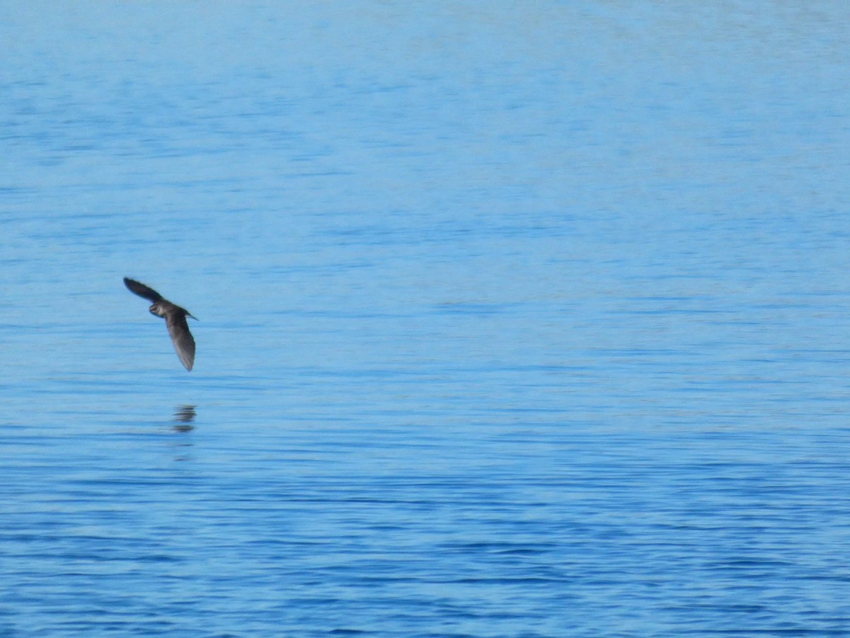 Golondrina Aserrada - ML547813371