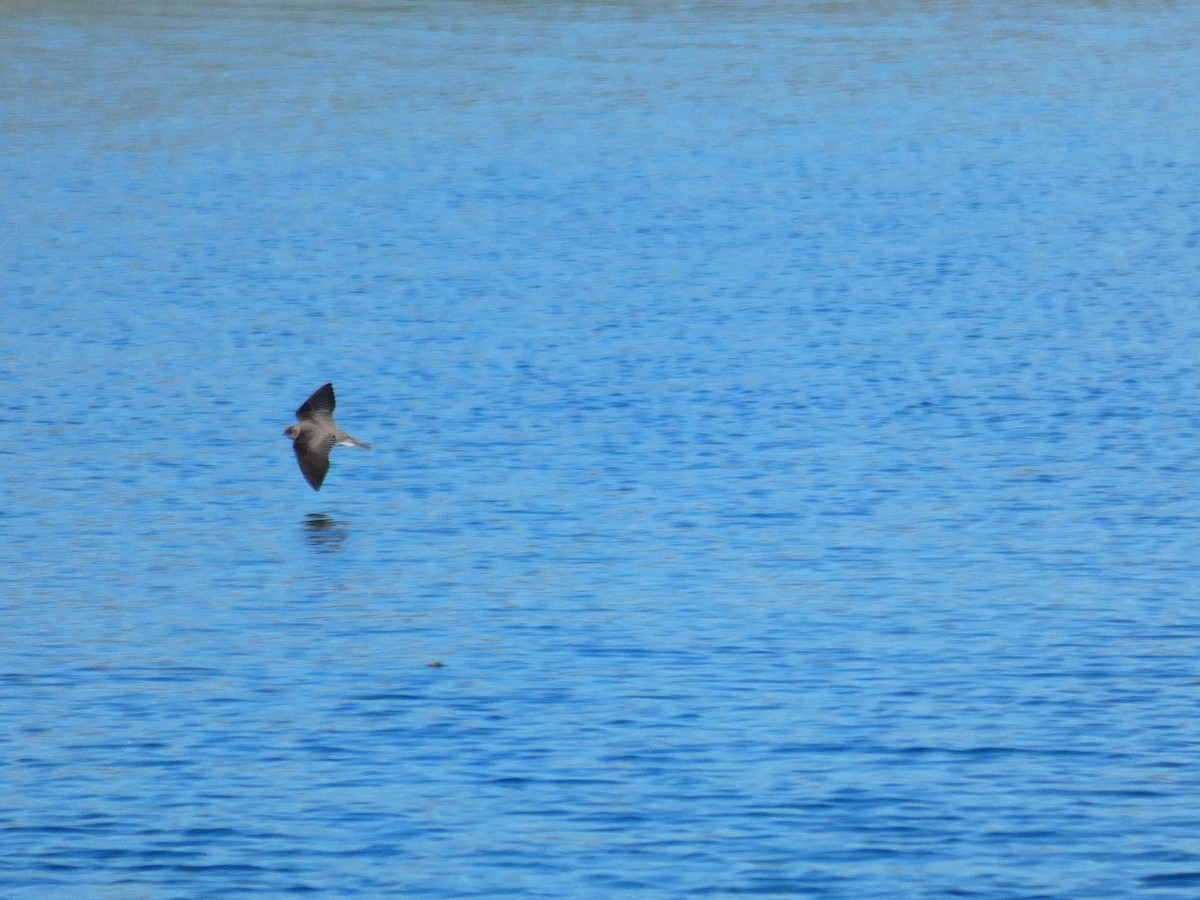 Golondrina Aserrada - ML547813401