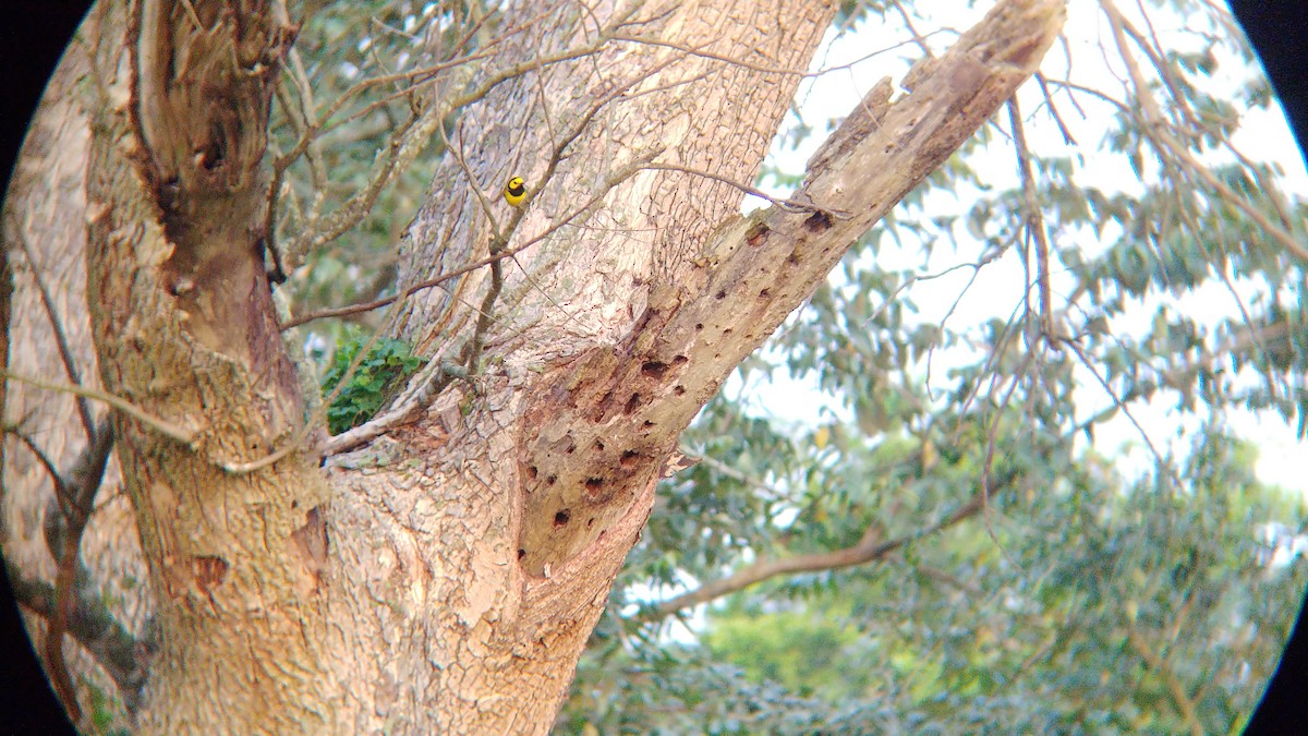 Hooded Warbler - ML547815301