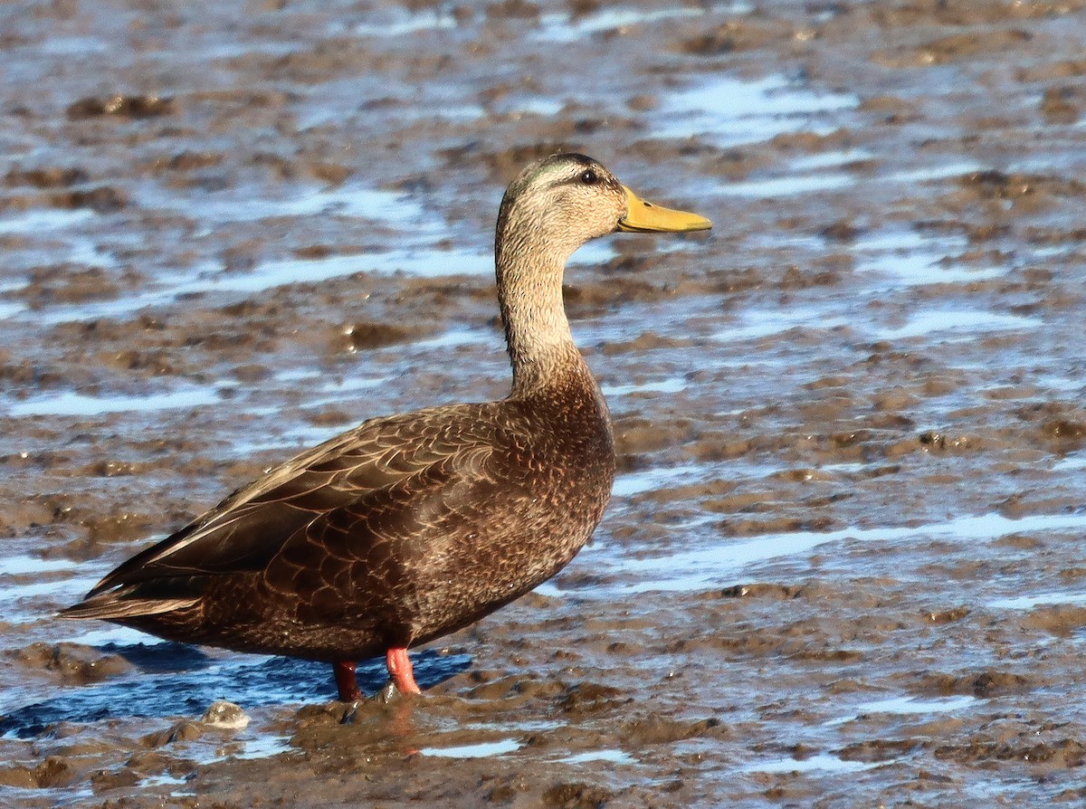 American Black Duck - James Lukenda