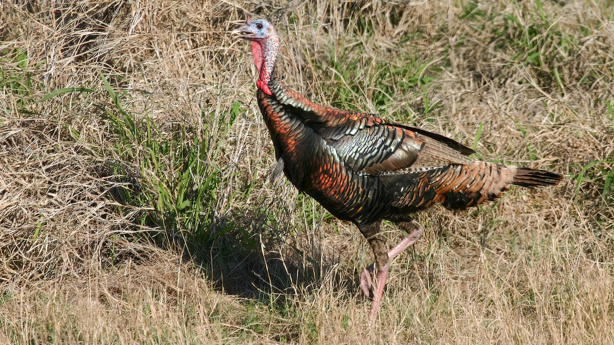 Wild Turkey - ML547816041