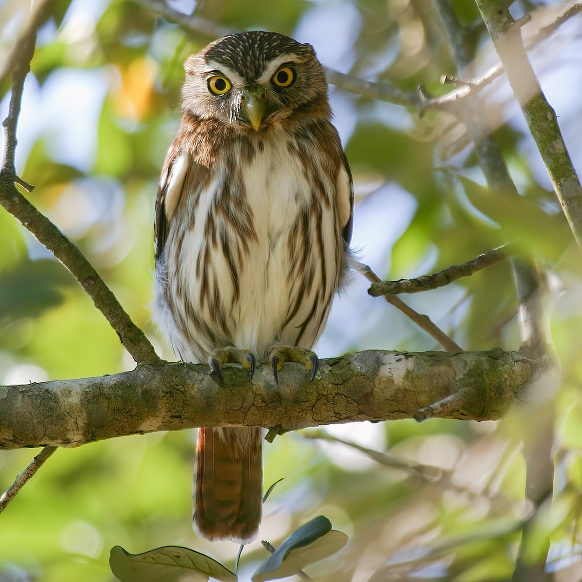 Ferruginous Pygmy-Owl - ML547816171