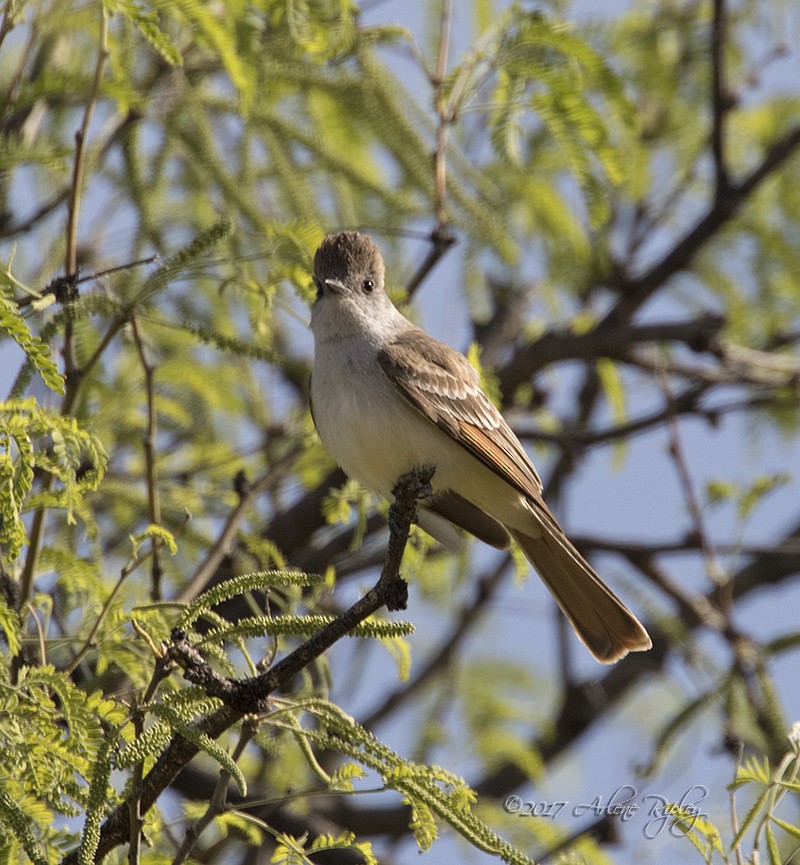 Ash-throated Flycatcher - ML54781671