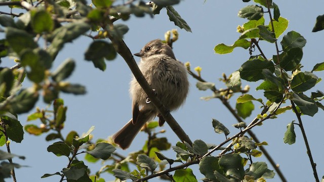 Oak Titmouse - ML547816761