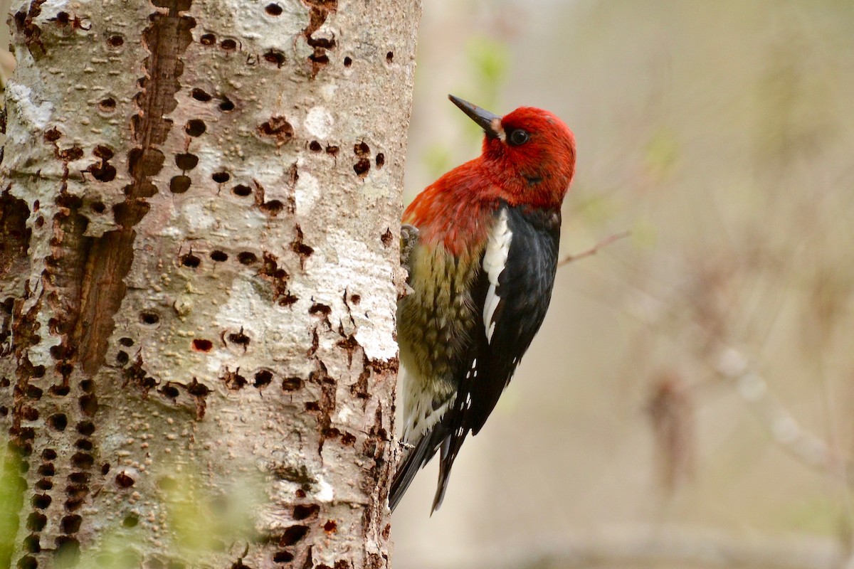 Red-breasted Sapsucker - ML54781681