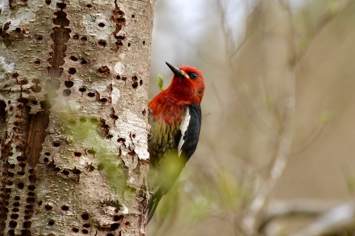 Red-breasted Sapsucker - Epi Shemming