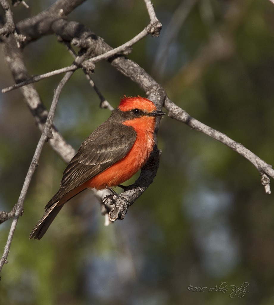 Vermilion Flycatcher - ML54781801