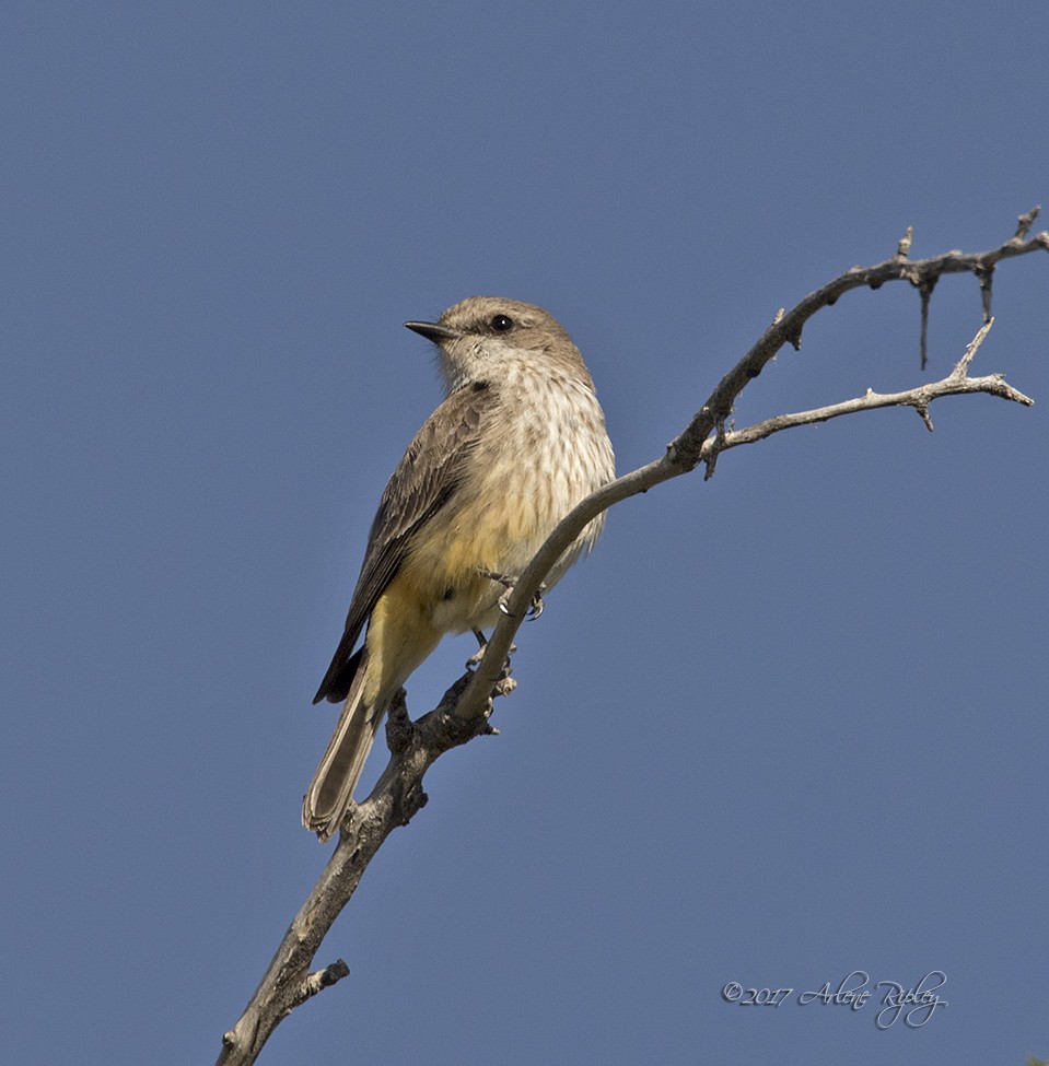 Vermilion Flycatcher - ML54781811