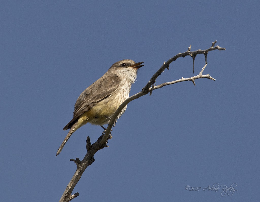 Vermilion Flycatcher - ML54781831