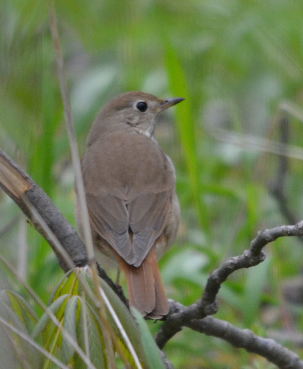 Hermit Thrush - ML547818611