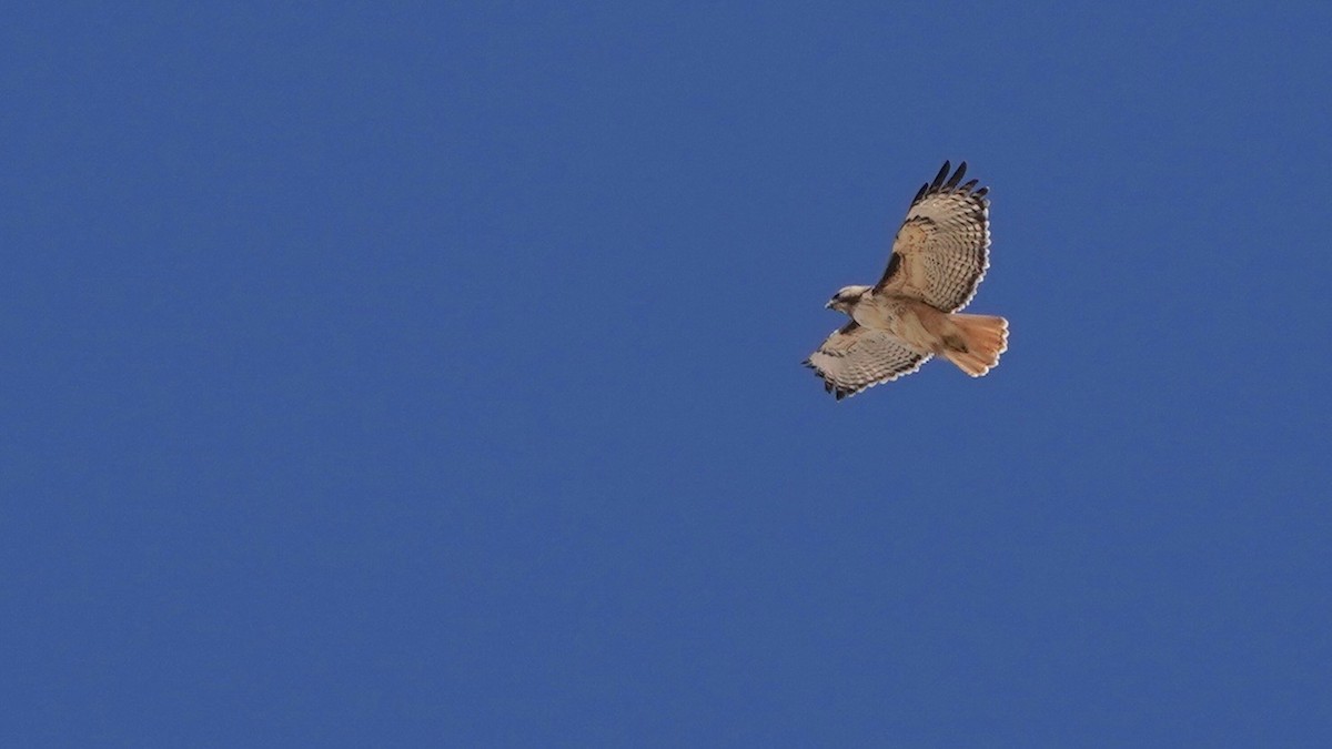 Red-tailed Hawk - ML547820091