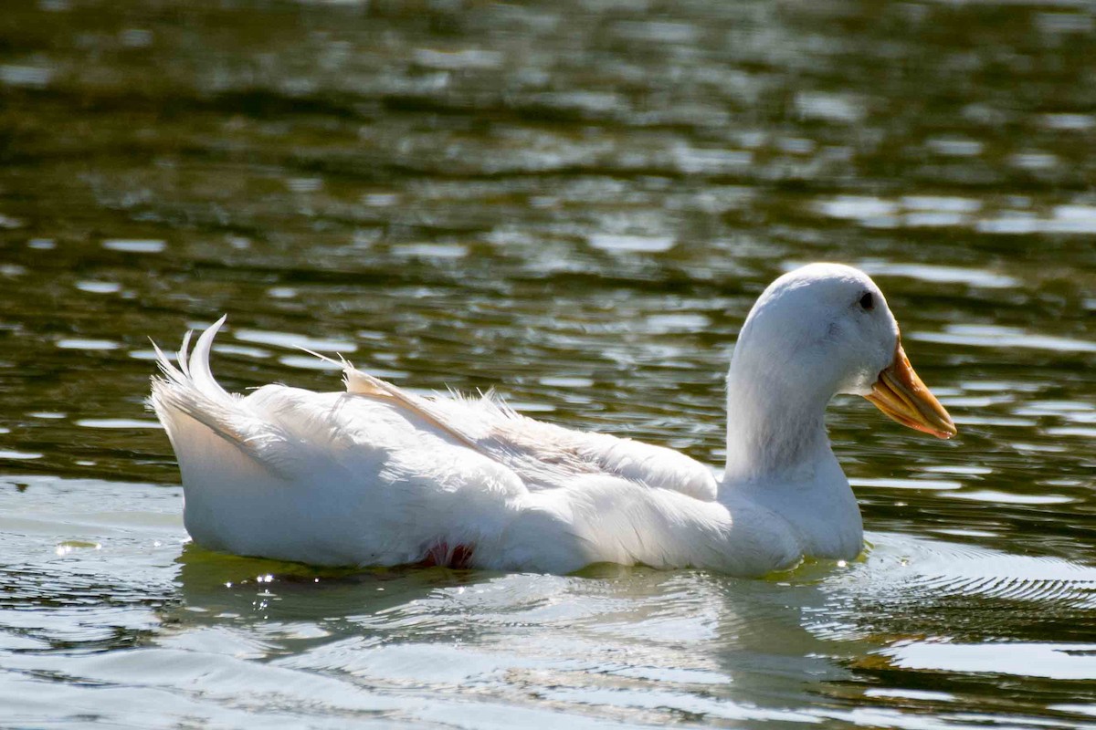 Mallard (Domestic type) - James McNamara