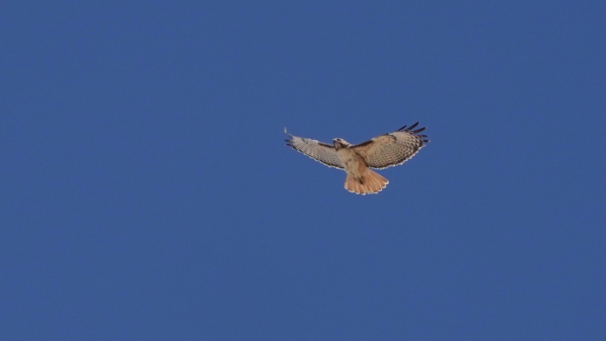 Red-tailed Hawk - ML547820841
