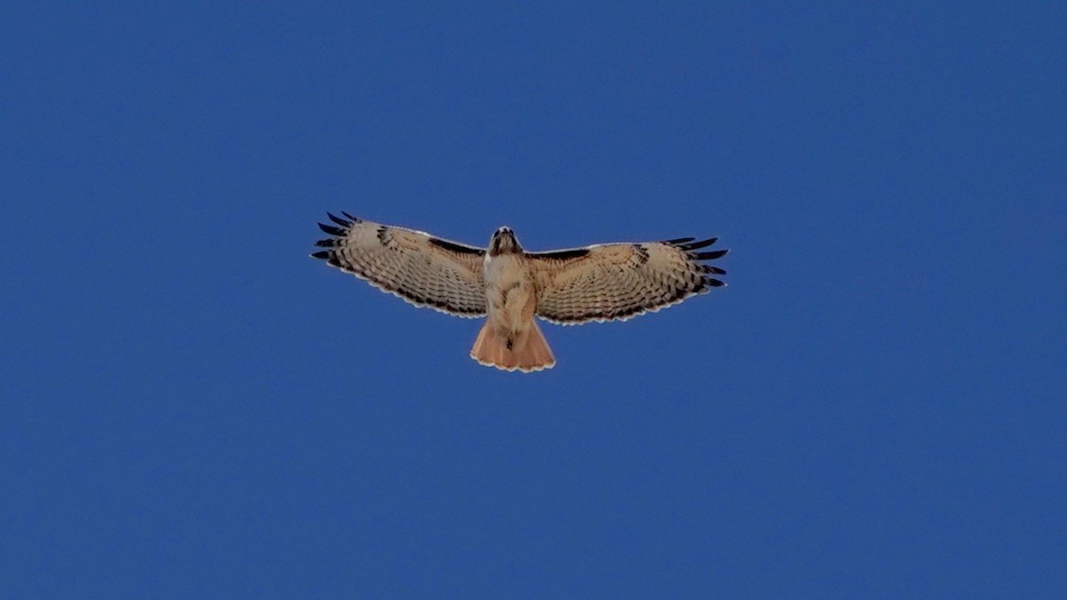 Red-tailed Hawk - ML547820851