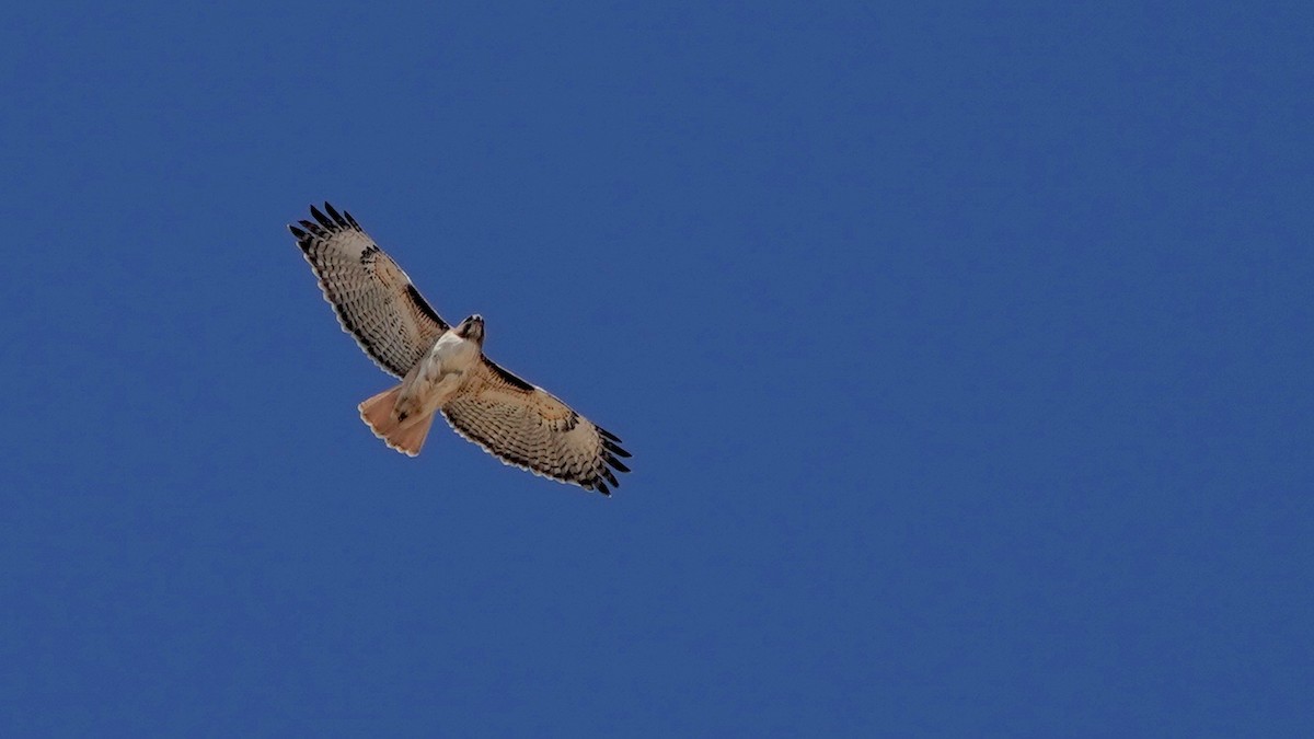 Red-tailed Hawk - ML547820871