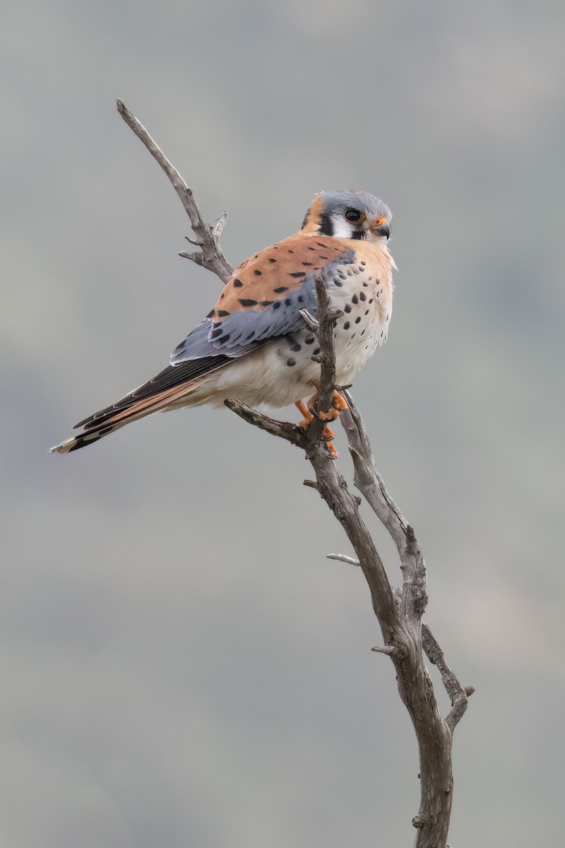 American Kestrel - ML547820881