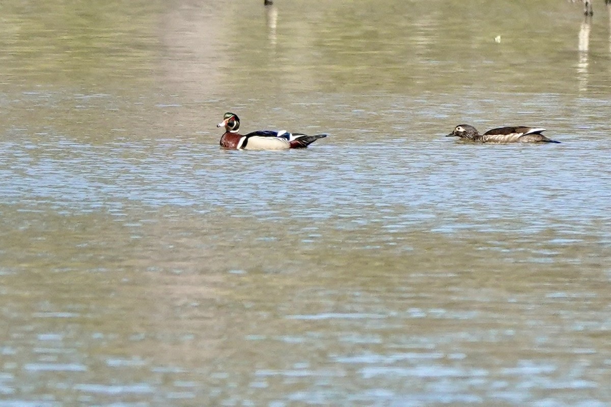 Wood Duck - ML547821121