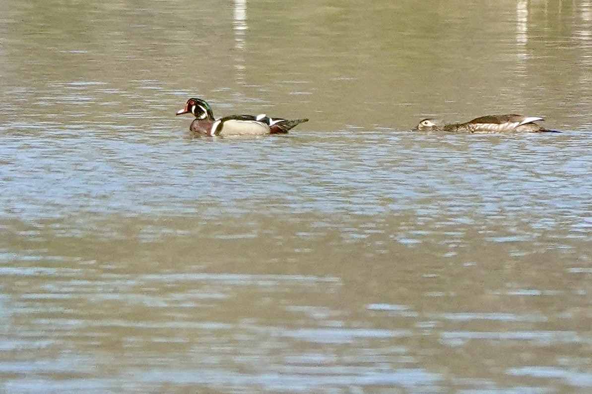 Wood Duck - ML547821131
