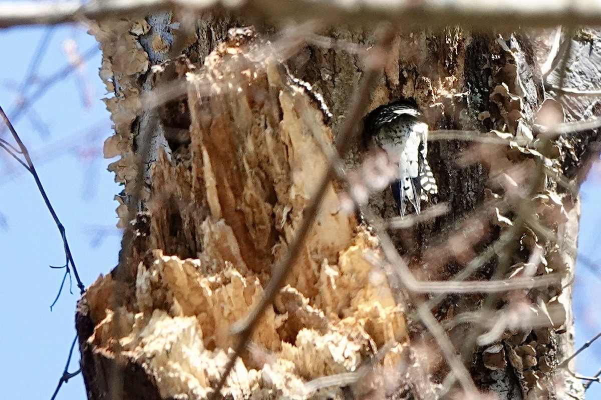 Red-bellied Woodpecker - ML547821281