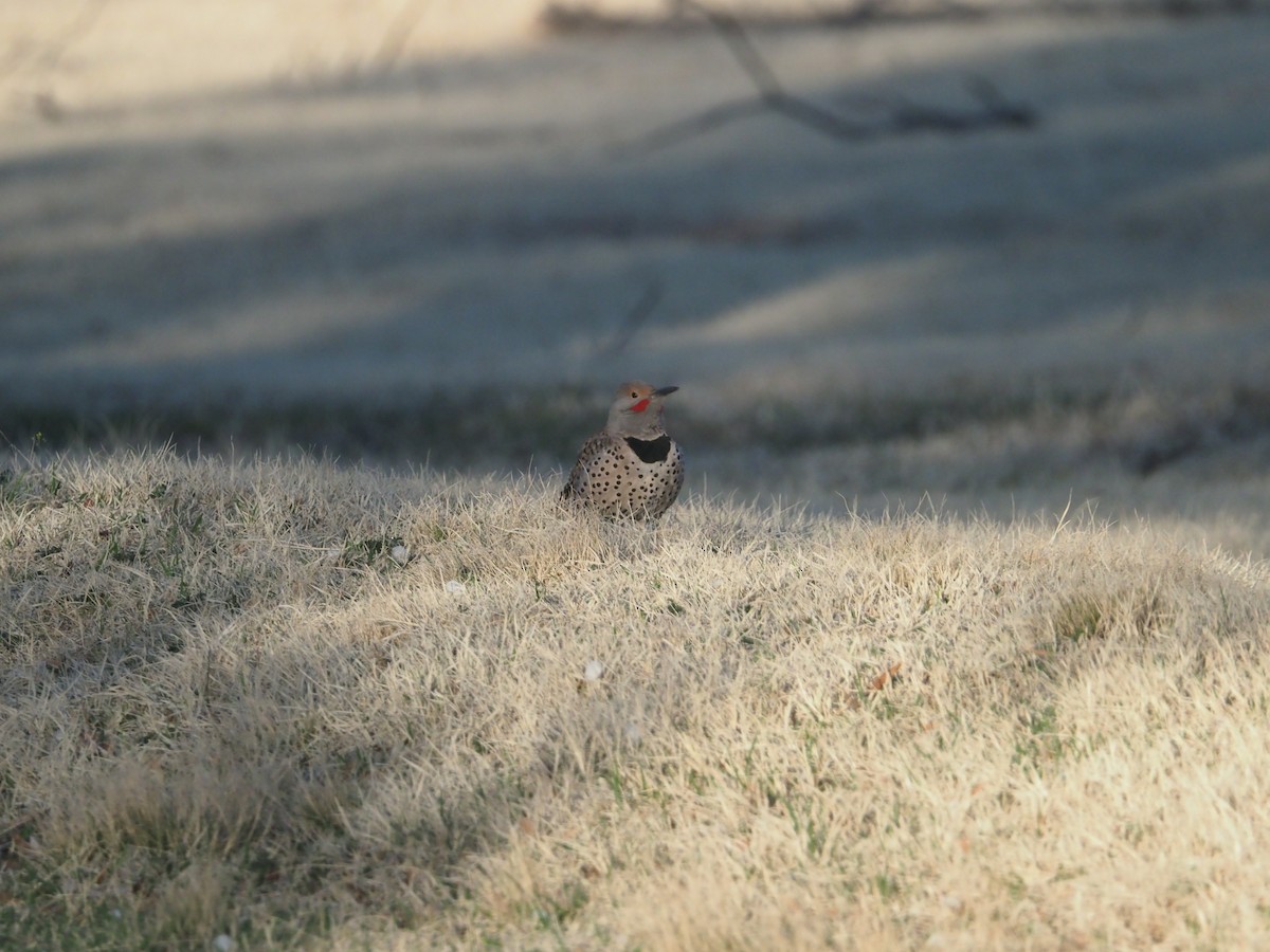 Northern Flicker (Red-shafted) - Cin-Ty Lee