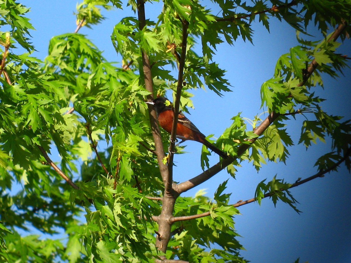 Orchard Oriole - ML54782401
